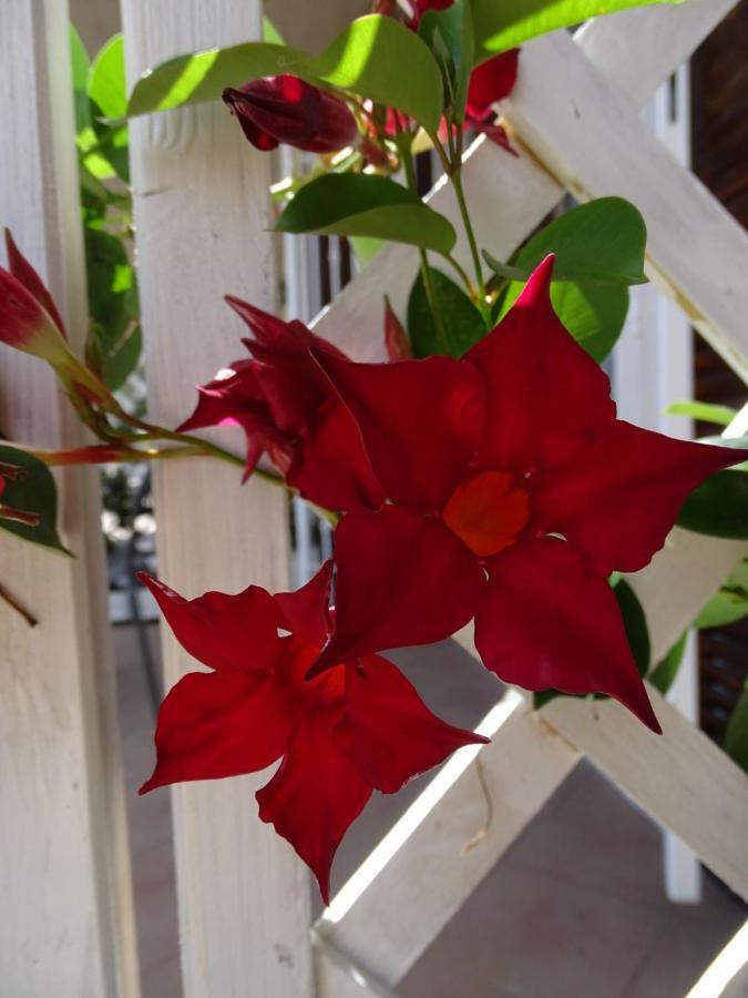 Casa Dell'Aura Bed and Breakfast Chiavari Exterior foto